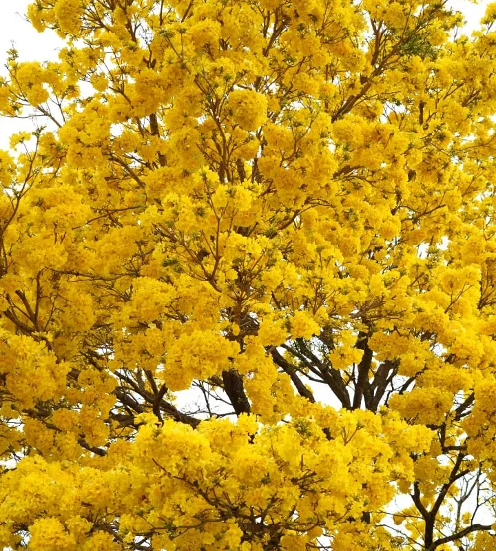 Guayacán Amarillo