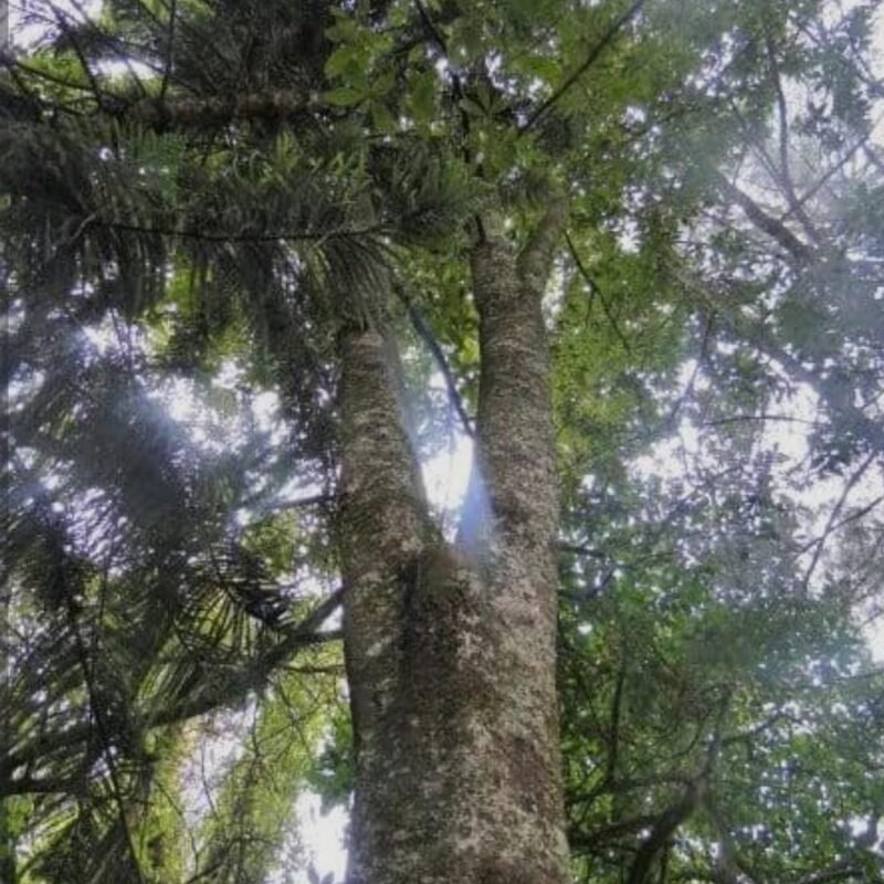 ROBLE