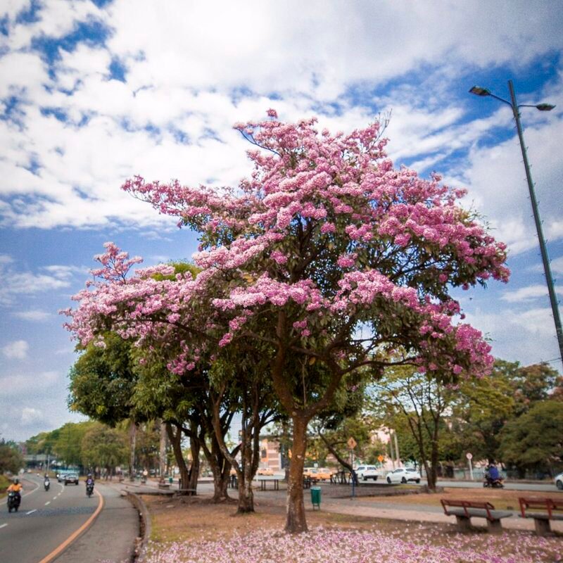 Ocobo Flor Morado.